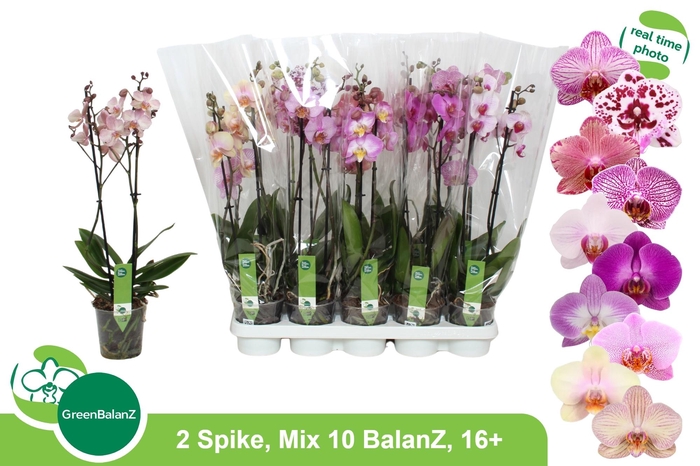PHAL GEM 10 KL