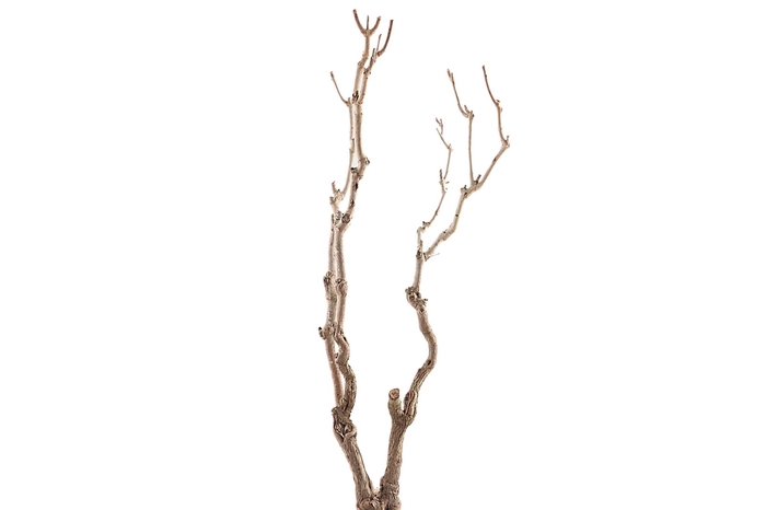 <h4>Syringa Branch Extra Benson</h4>