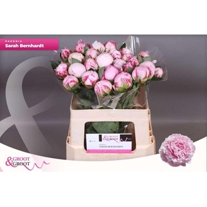 Paeonia Sarah Bernhardt