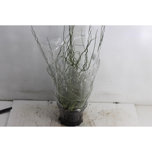 JUNCUS SPIRALIS P15