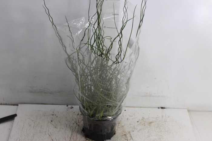 <h4>JUNCUS SPIRALIS P15</h4>