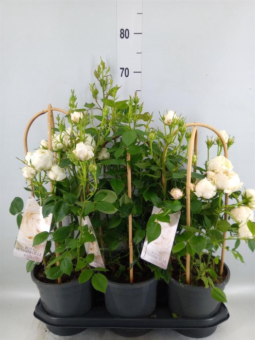 <h4>Rosa   ...</h4>