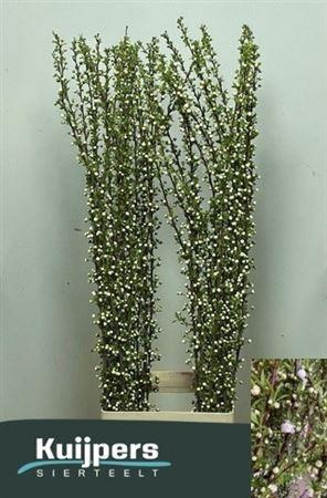 <h4>PRUNUS GLAND WIT ST</h4>