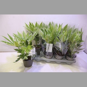 Fatsia Variegata
