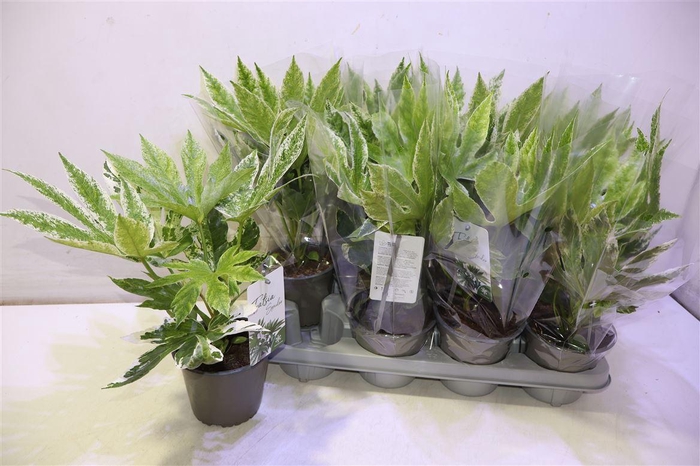 <h4>Fatsia Variegata</h4>