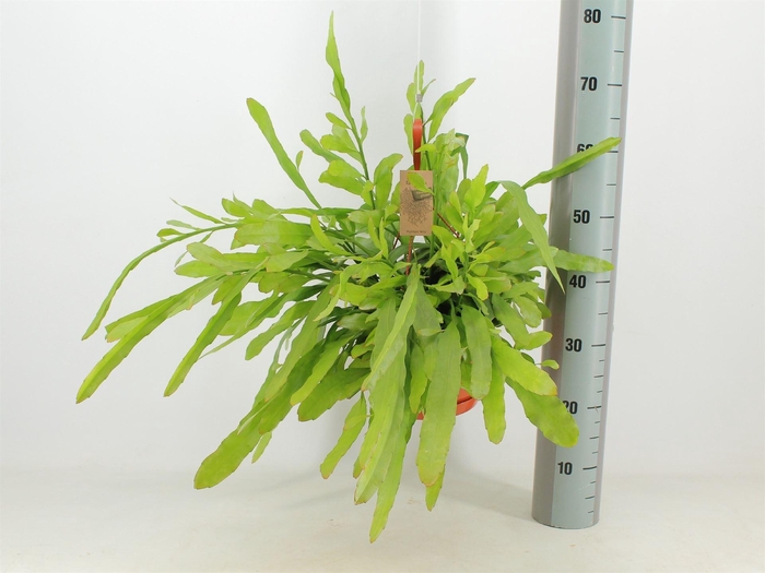 <h4>Epiphyllum   ...</h4>