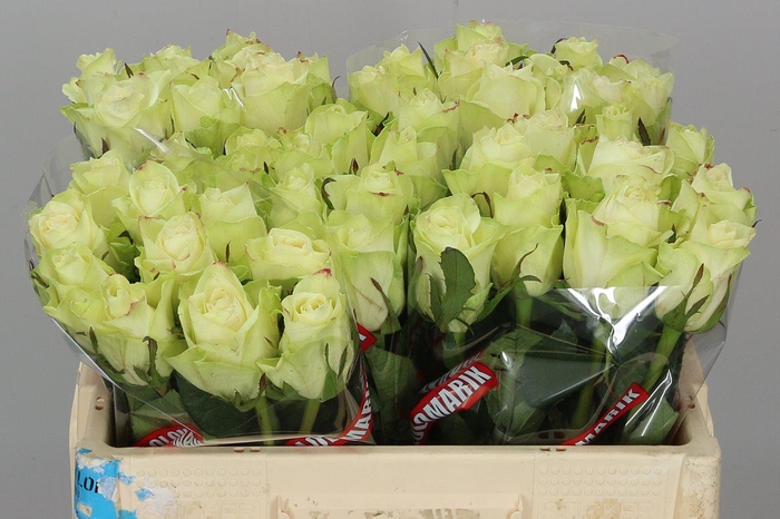 <h4>R Gr Athena</h4>