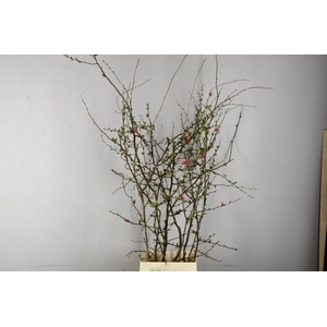 CHAENOMELES PINK EXTRA 120CM