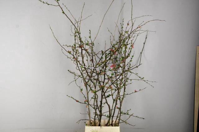 <h4>CHAENOMELES PINK EXTRA 120CM</h4>