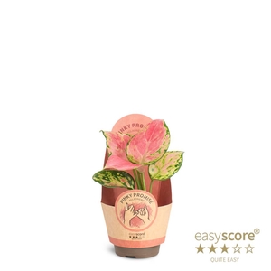 AGLAONEMA COMMUTATUM