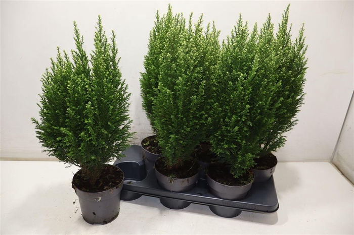 <h4>Cham L Snow White</h4>