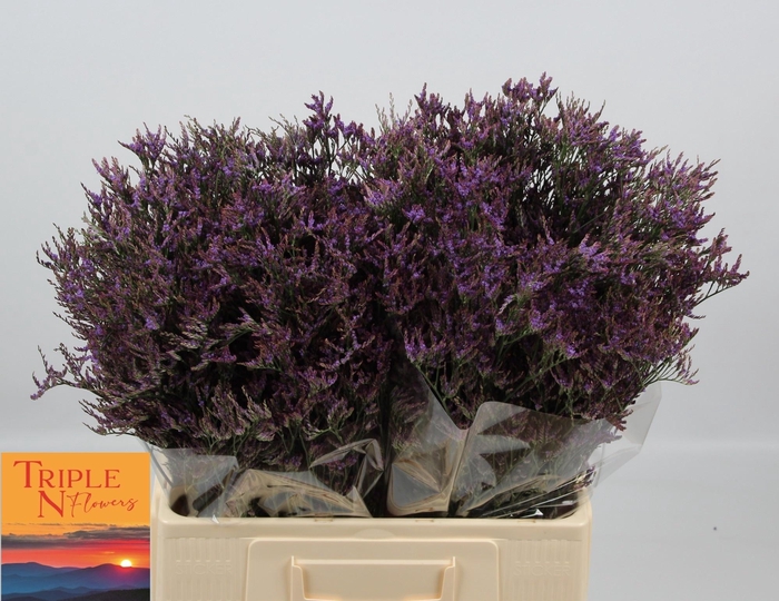 <h4>LIM SAF DARK BLUE</h4>