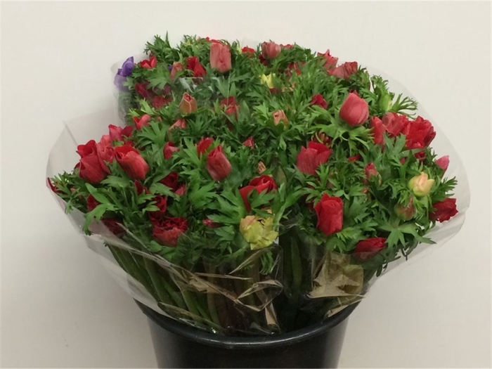 <h4>Anem Mistral Red Extra</h4>