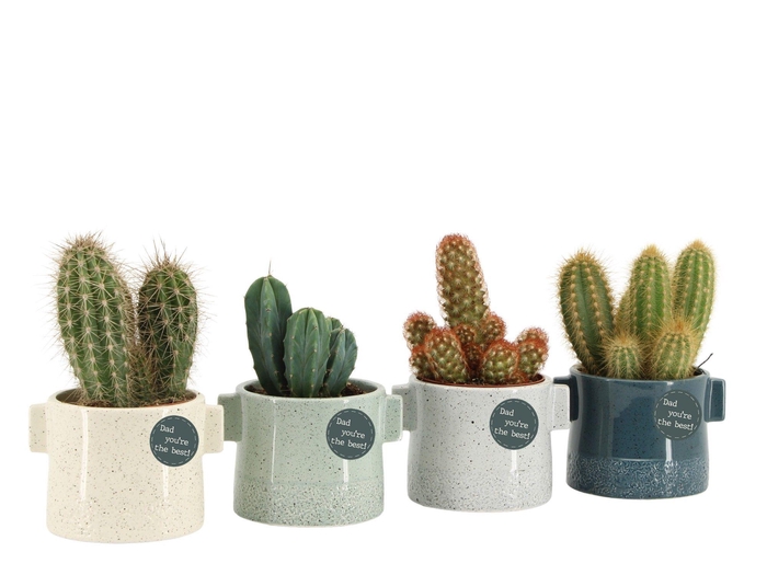 <h4>21779: Solutionss Father's day Cactus mix</h4>