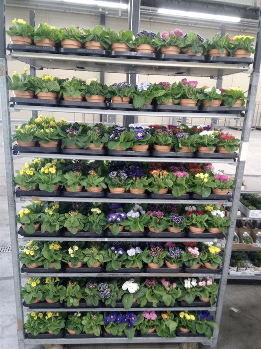 <h4>Primula ac.   ...</h4>