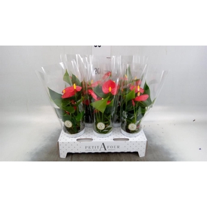 Anthurium andr. 'Red Champion'