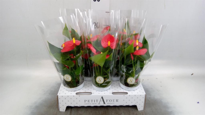 <h4>Anthurium andr. 'Red Champion'</h4>