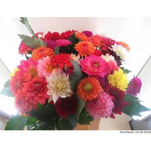 Dahlia Mixed Baars