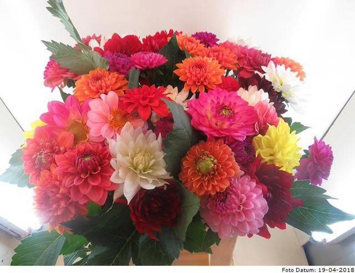 <h4>Dahlia Mixed Baars</h4>