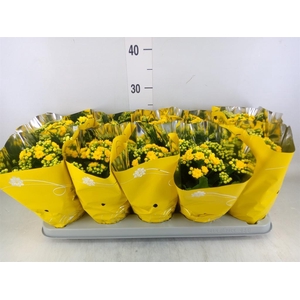 Kalanchoe blos. 'Perfecta Yellow'