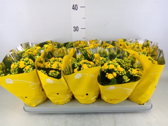<h4>Kalanchoe blos. 'Perfecta Yellow'</h4>