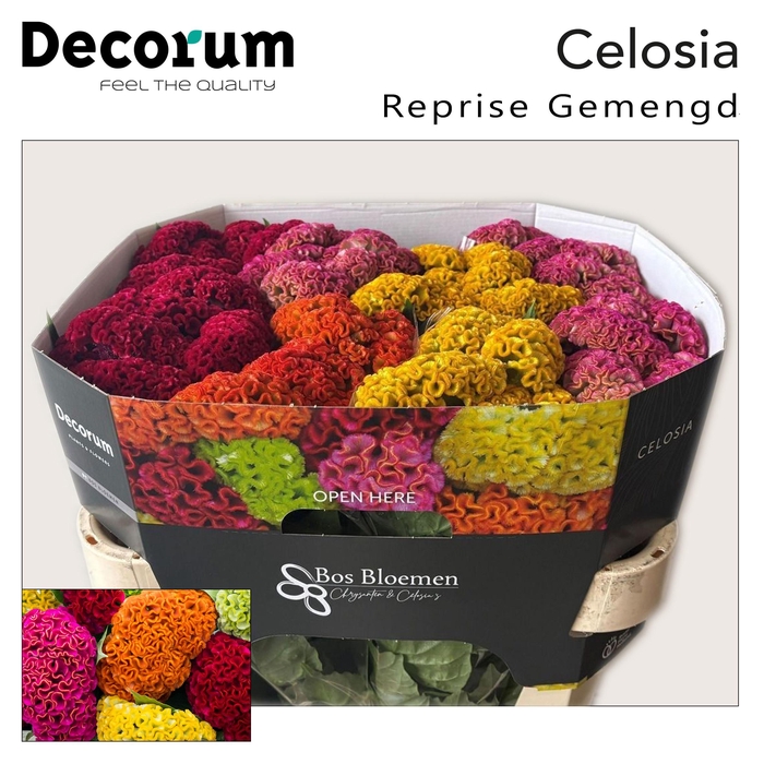 Cel C Repris Gem Fst