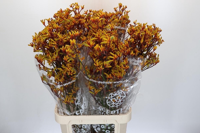 <h4>Anigozanthos Gold Fever</h4>