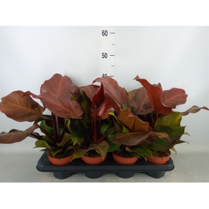 Philodendron  'Sunlight'