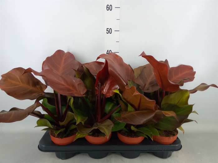 <h4>Philodendron  'Sunlight'</h4>