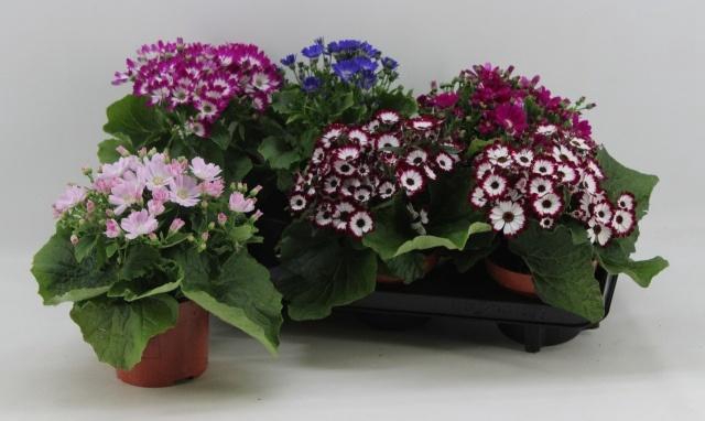 <h4>PERI C VENEZ GEM</h4>