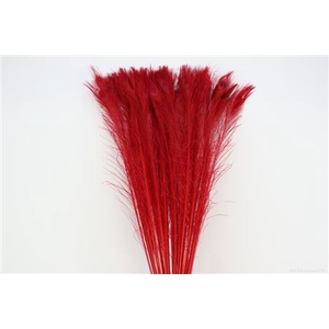 Feather Peacock L90-100 Roze