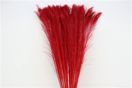 Feather Peacock L90-100 Roze