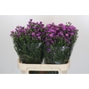 Aster Casarosa