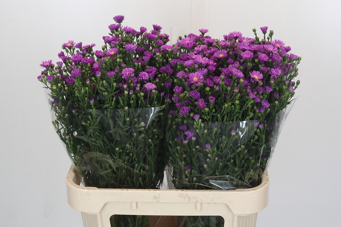 Aster Casarosa