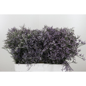 Limonium Sinense Safora Lilac
