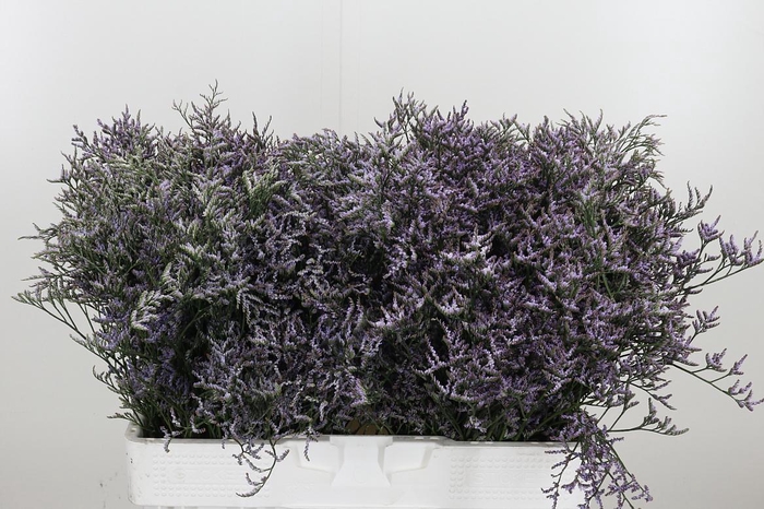 <h4>Limonium Sinense Safora Lilac</h4>