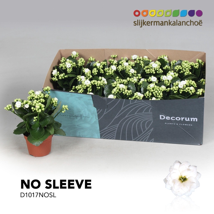 <h4>Kalanchoe No Sleeve - White</h4>