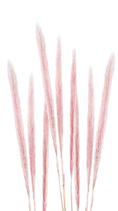 <h4>Pennisetum Pin04</h4>