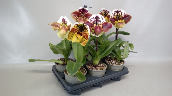 <h4>Paphiopedilum american hybride mix</h4>