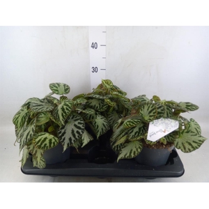 Begonia BD 'Silver Jewell'