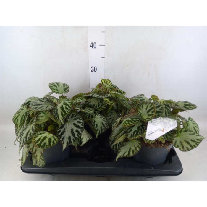 <h4>Begonia BD 'Silver Jewell'</h4>