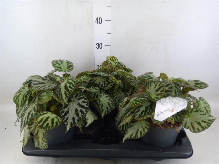Begonia BD 'Silver Jewell'
