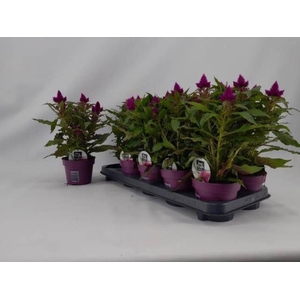 CEL DEEP PURPLE