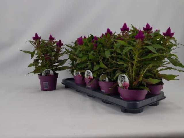 <h4>CEL DEEP PURPLE</h4>