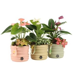 21954: Contradiction arrangement