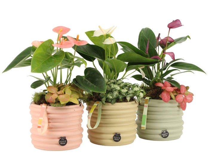 <h4>21954: Contradiction arrangement</h4>