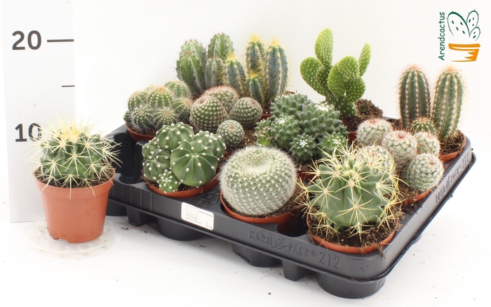 Cactus Gem