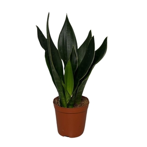 Sansevieria trifa.   ...