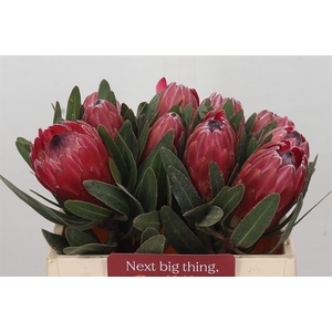 PROTEA RED ICE