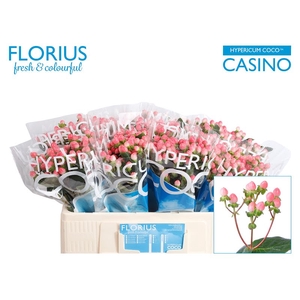 Hyp Coco Casino Florius